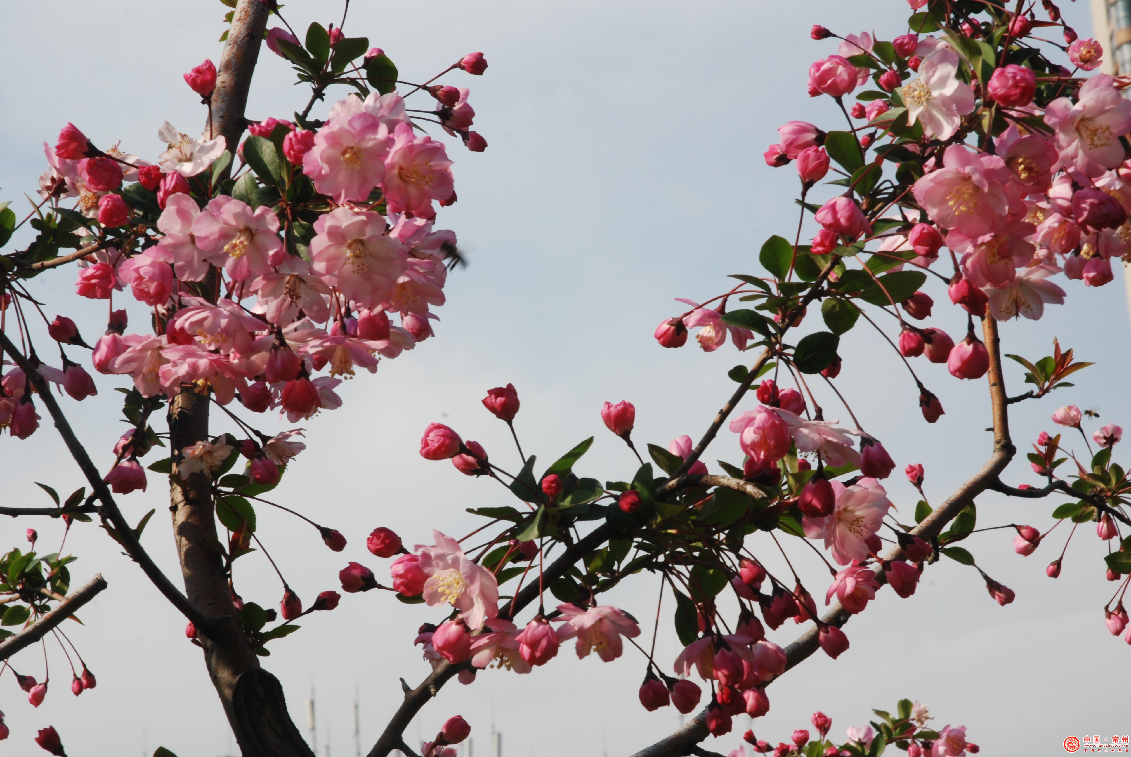 海棠花